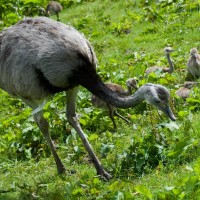 Common Rhea